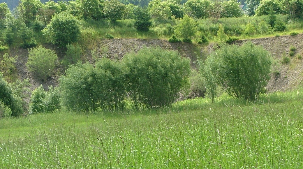 Kiesgrube Vegetation