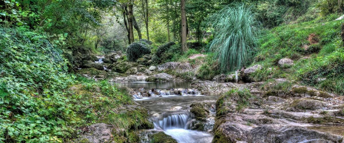 A forest stream with rocks and moss.