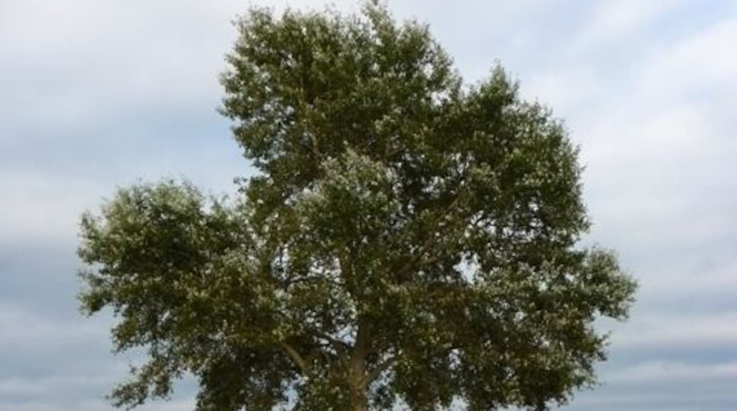 Layby Tree on A361 Layby between Greinton and Pedwell.