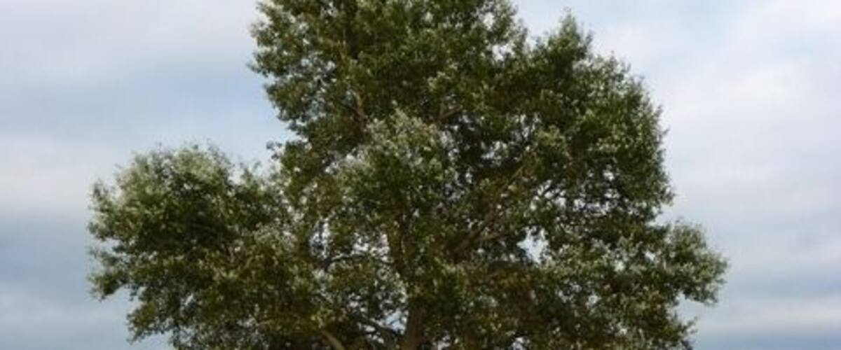 Layby Tree on A361 Layby between Greinton and Pedwell.