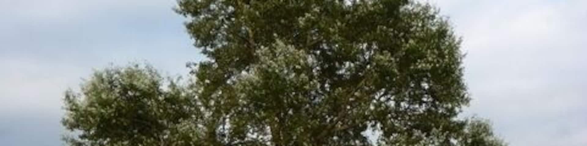 Layby Tree on A361 Layby between Greinton and Pedwell.