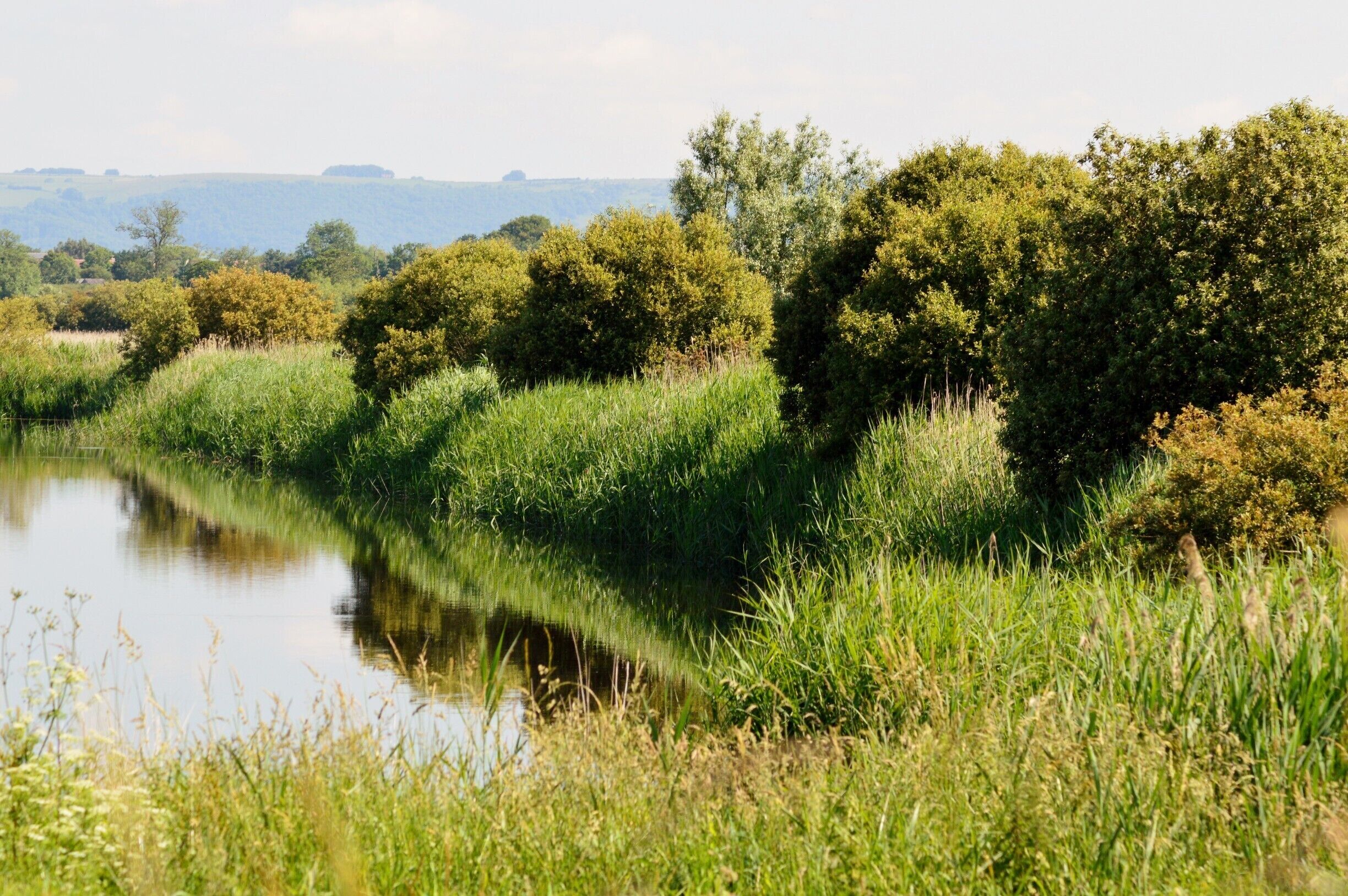 A calm river with lush greenery and trees in the background.