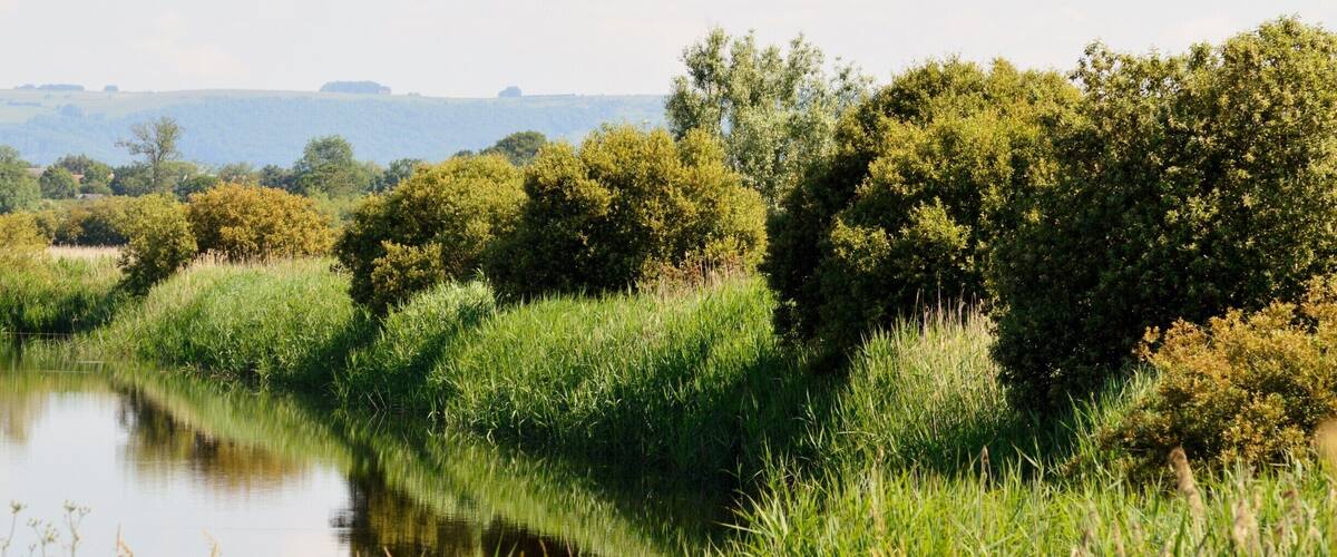 A calm river with lush greenery and trees in the background.