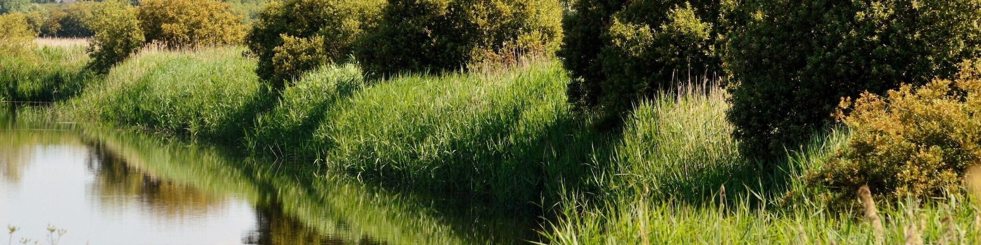 A calm river with lush greenery and trees in the background.