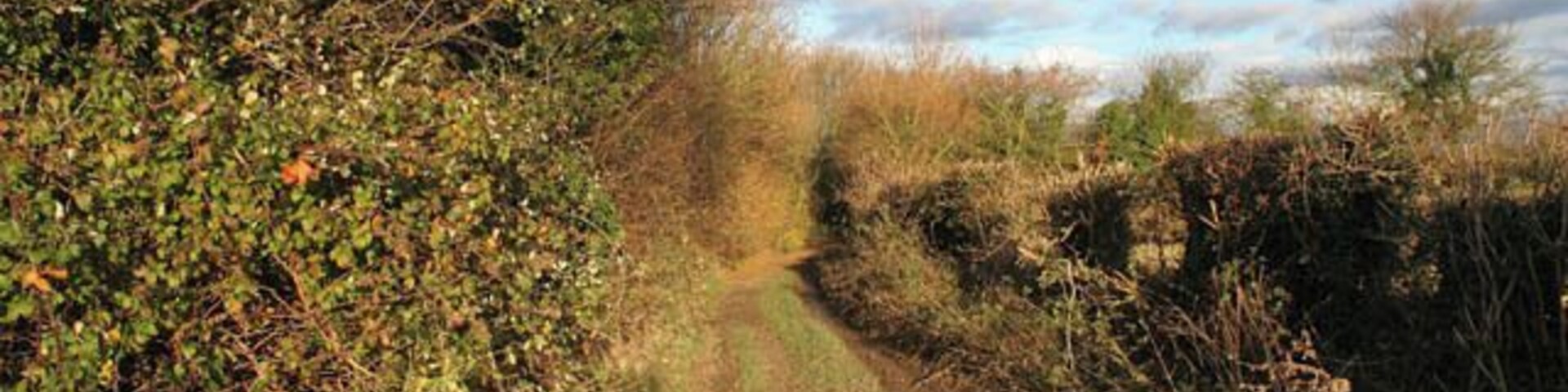 Un sendero rural estrecho bordeado de vegetación densa y un pequeño arroyo.
