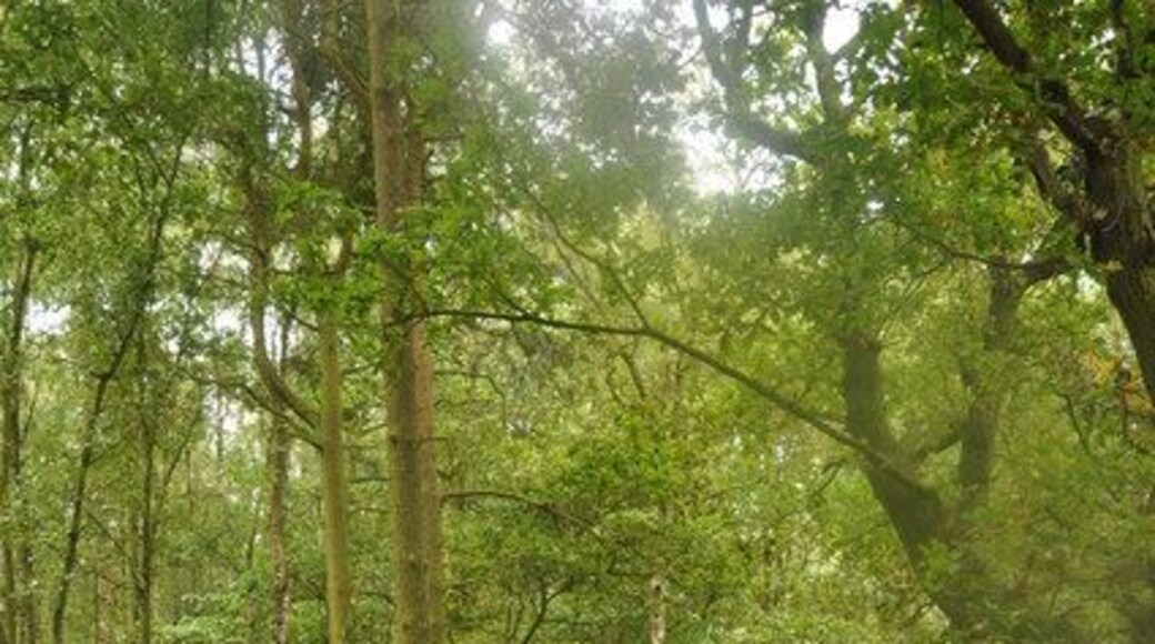 Ivanhoe Way This footpath passes through Cademan Wood, Charnwood Forest