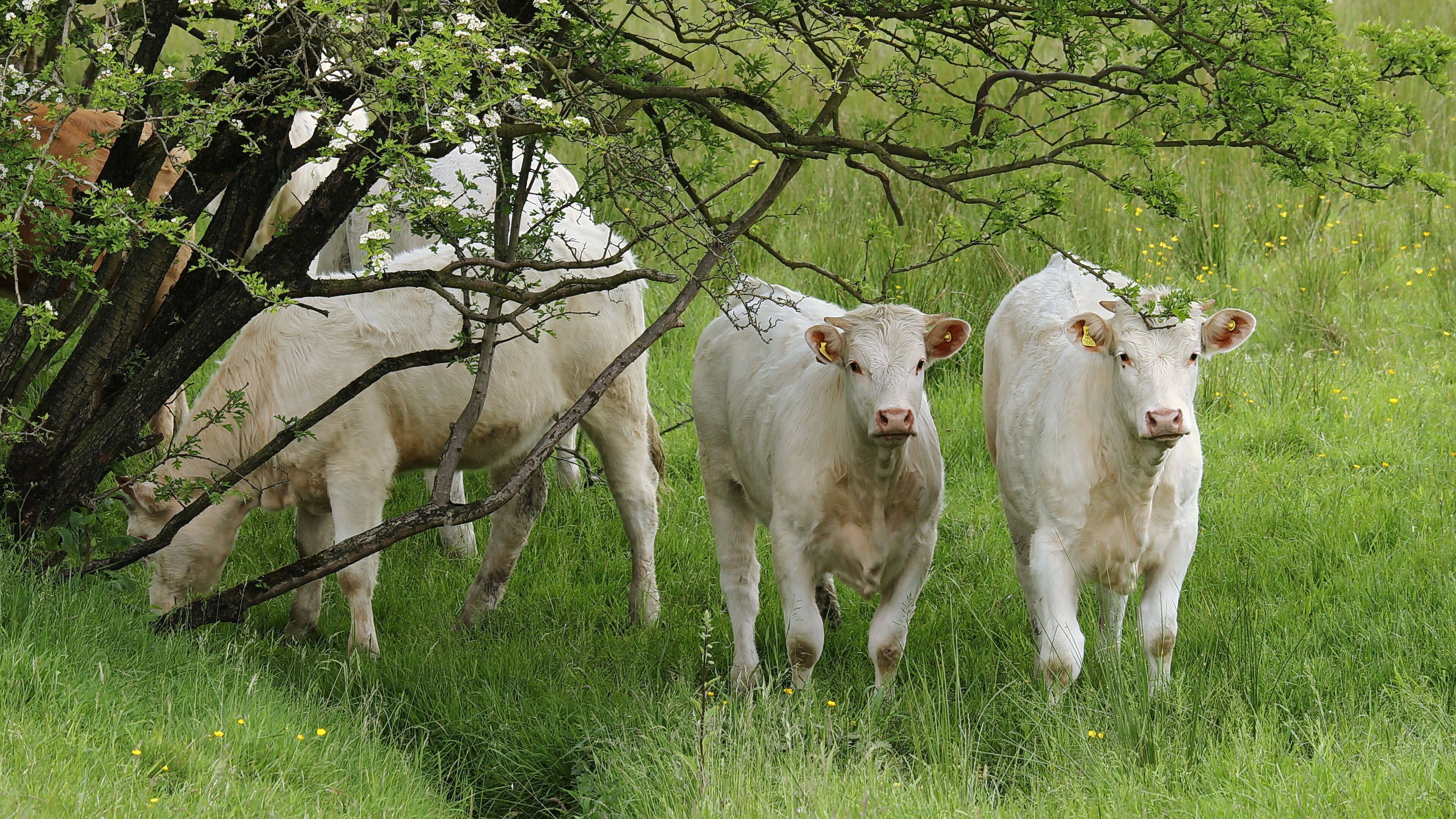 Un rebaño de vacas blancas pastando en un campo verde y exuberante, con árboles al fondo.