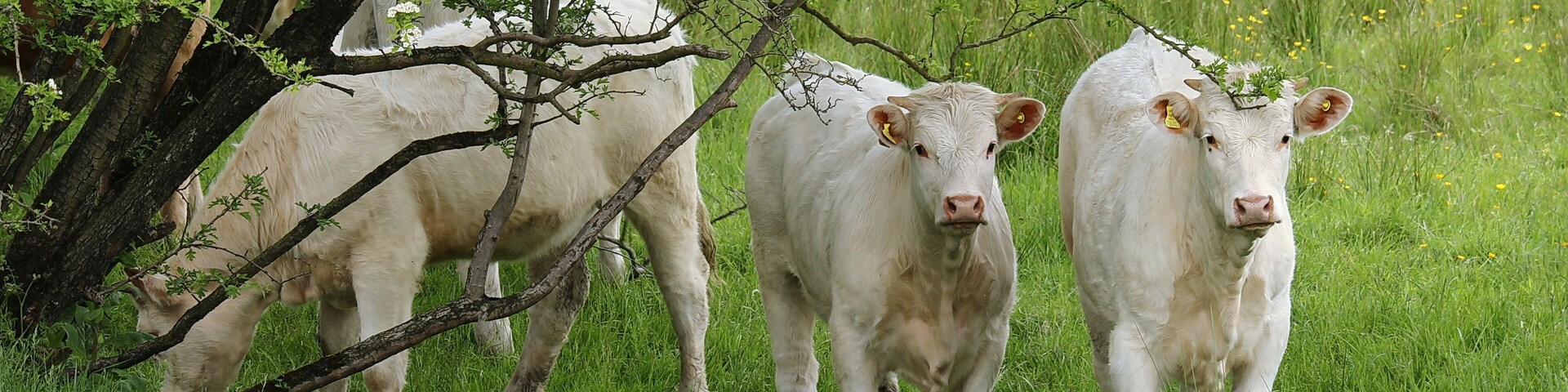 Un rebaño de vacas blancas pastando en un campo verde y exuberante, con árboles al fondo.