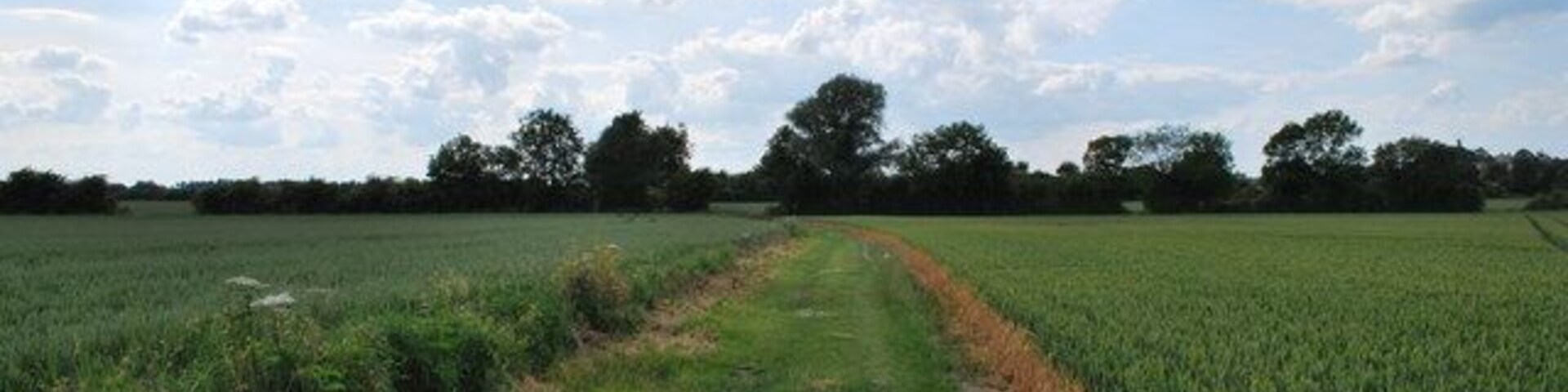 Looking towards Meeting of Tracks North of Pirton Track through the crops about to meet north south track.