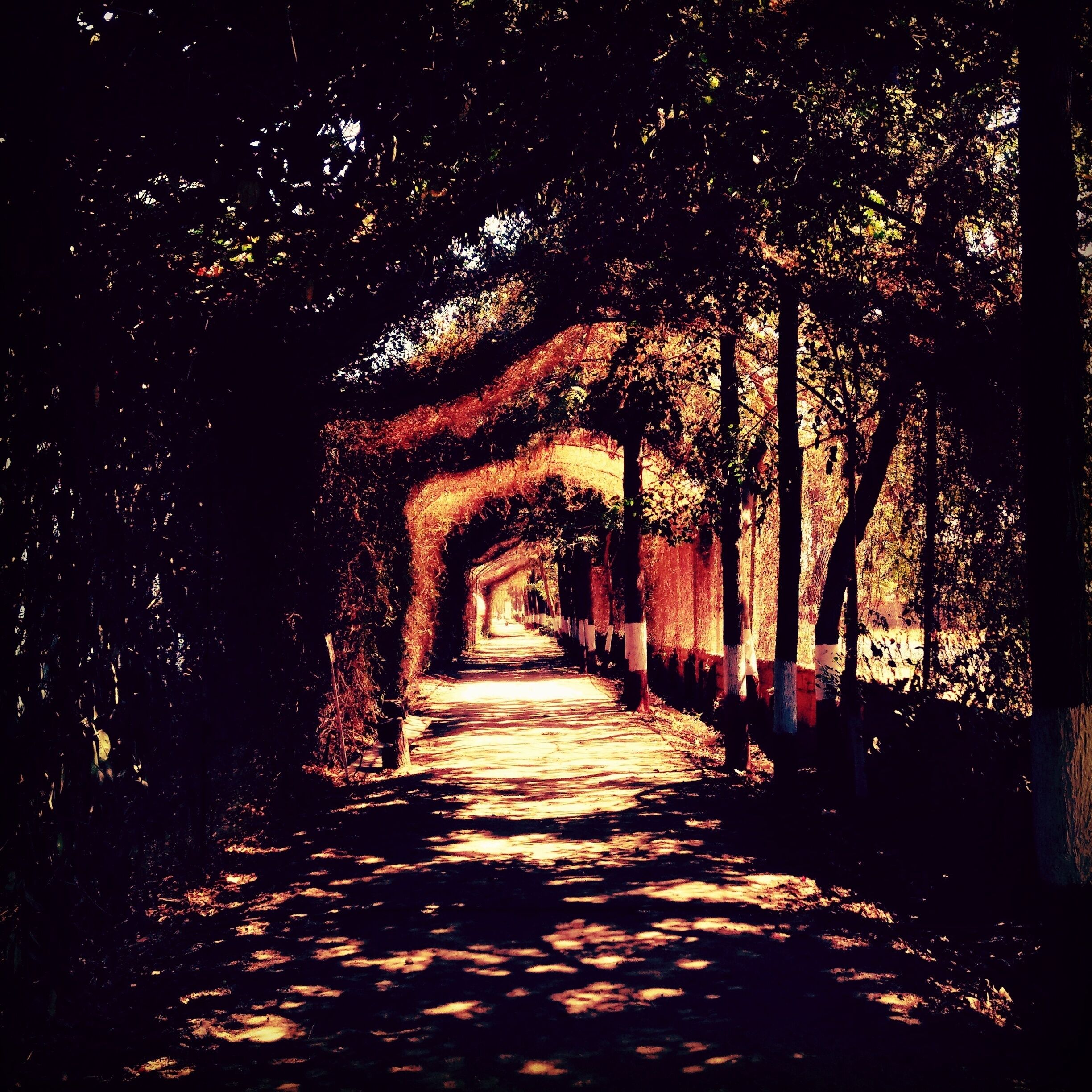 WAY TO PEACE!
This spot is a heaven for strawberry lovers.
Here there is a big garden for kids and a photogenic pathway covered by trees which makes you feel as if you are in a foreign country!
Do visit once here!
😍😍