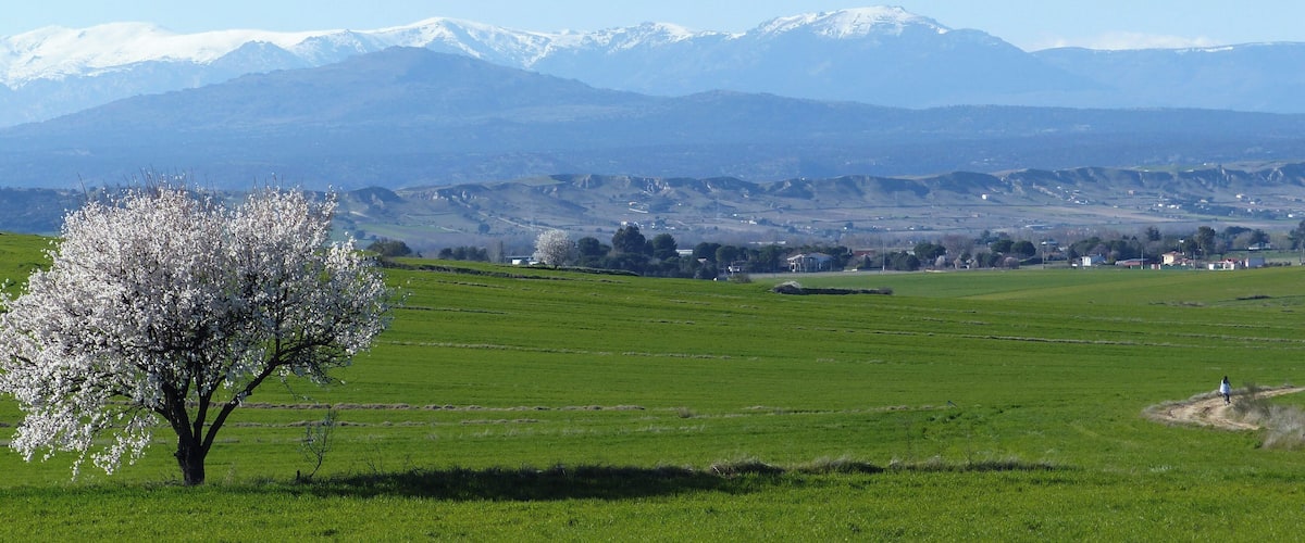 A tree in bloom, green fields, and snow-capped mountains in the background.