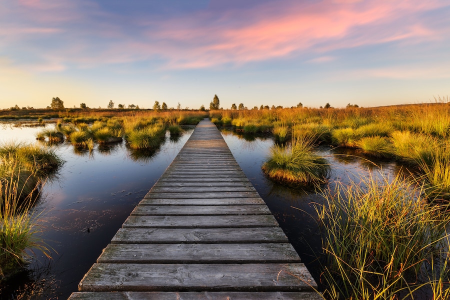 A wooden boardwalk leading through a marshy landscape with tall grasses and a calm water body reflecting the sky.