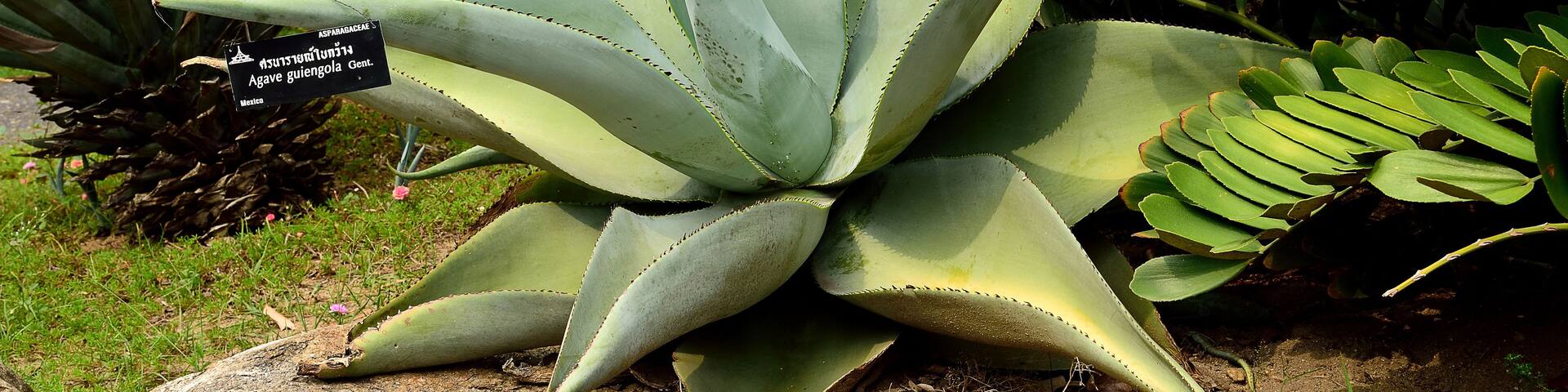 Agave guiengola