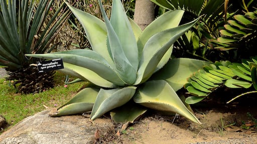 馬蒂亞斯羅梅羅阿文達尼奧