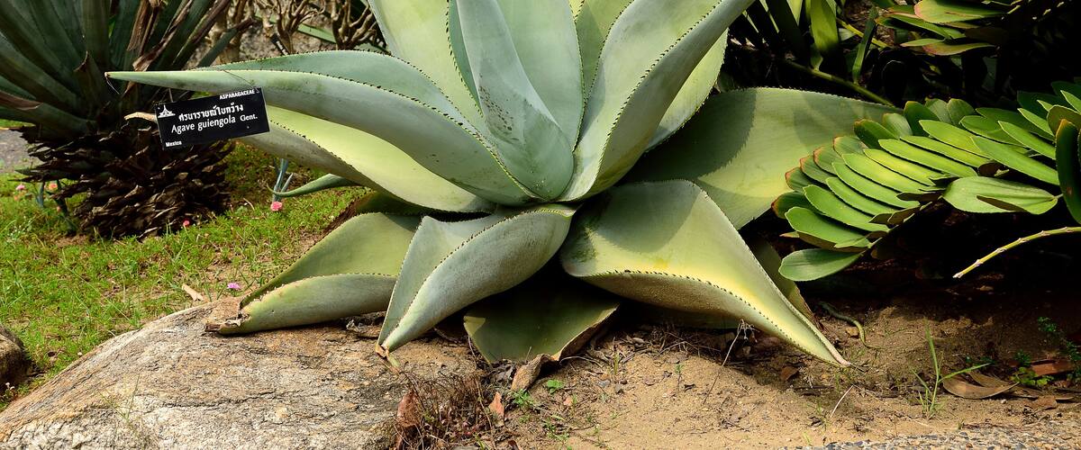 A large agave plant with a label, surrounded by other greenery and a tree trunk.