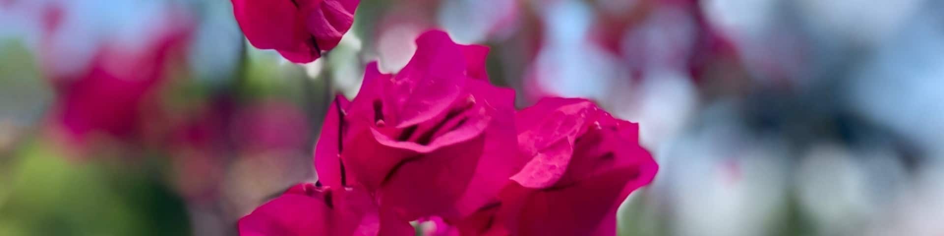 Bougainvillea growing wild on the island.