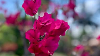 Bougainvillea growing wild on the island.