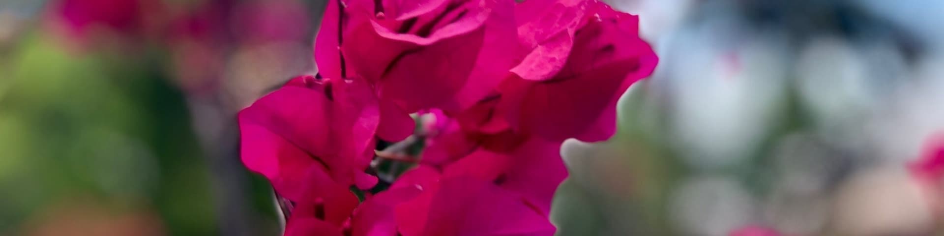 Bougainvillea growing wild on the island.
