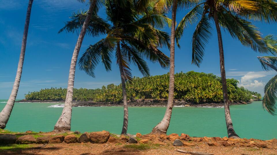 A beach with palm trees and turquoise water.