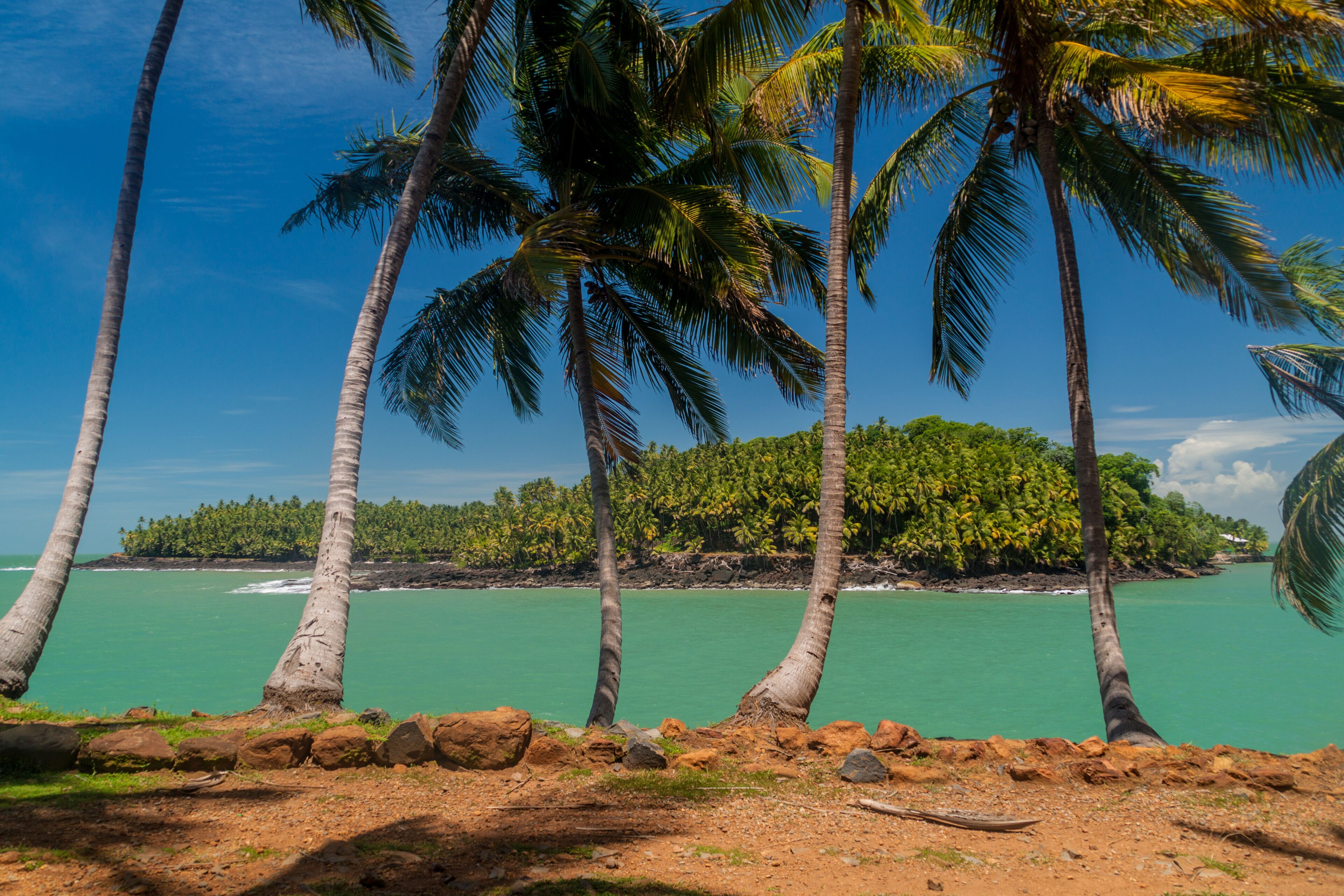 A beach with palm trees and turquoise water.