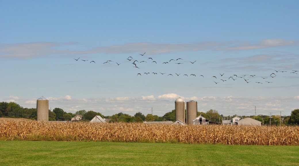 Large flock of geese flying over a corn farm with silos in the background in Homer Glen, Illinois
