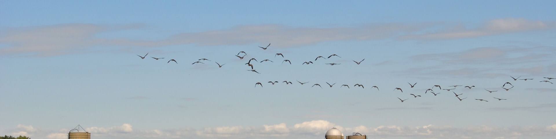 Large flock of geese flying over a corn farm with silos in the background in Homer Glen, Illinois