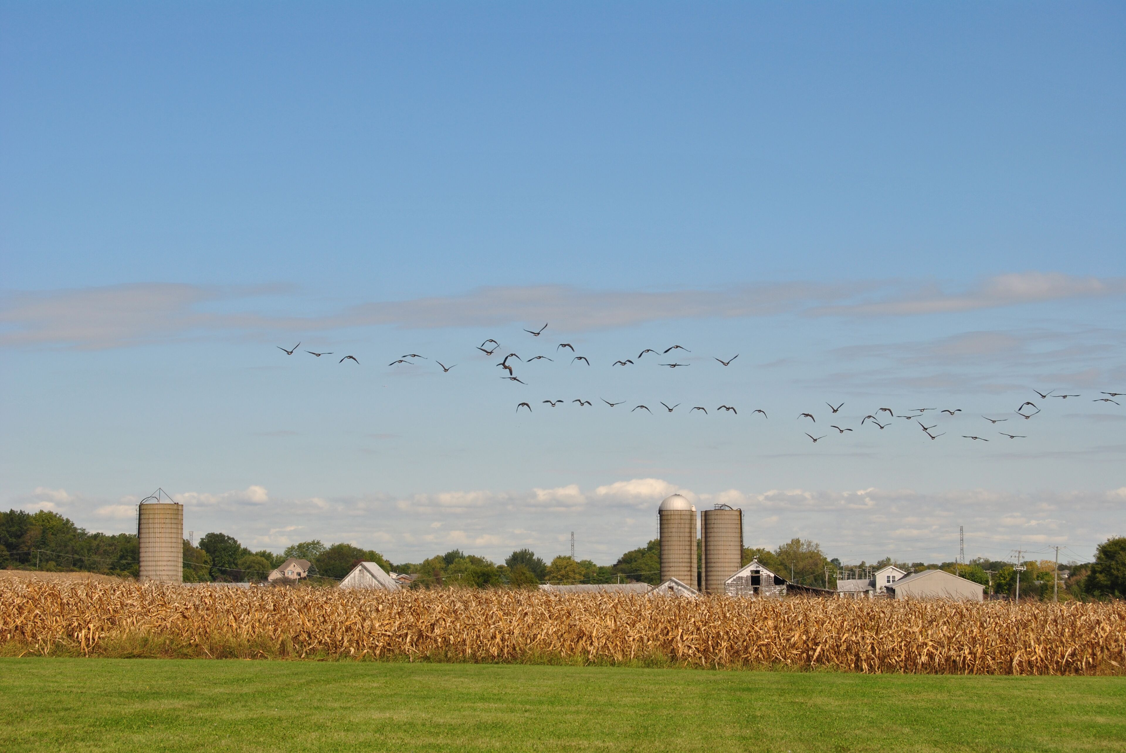 A cornfield, barns, and silo towers under a clear sky.