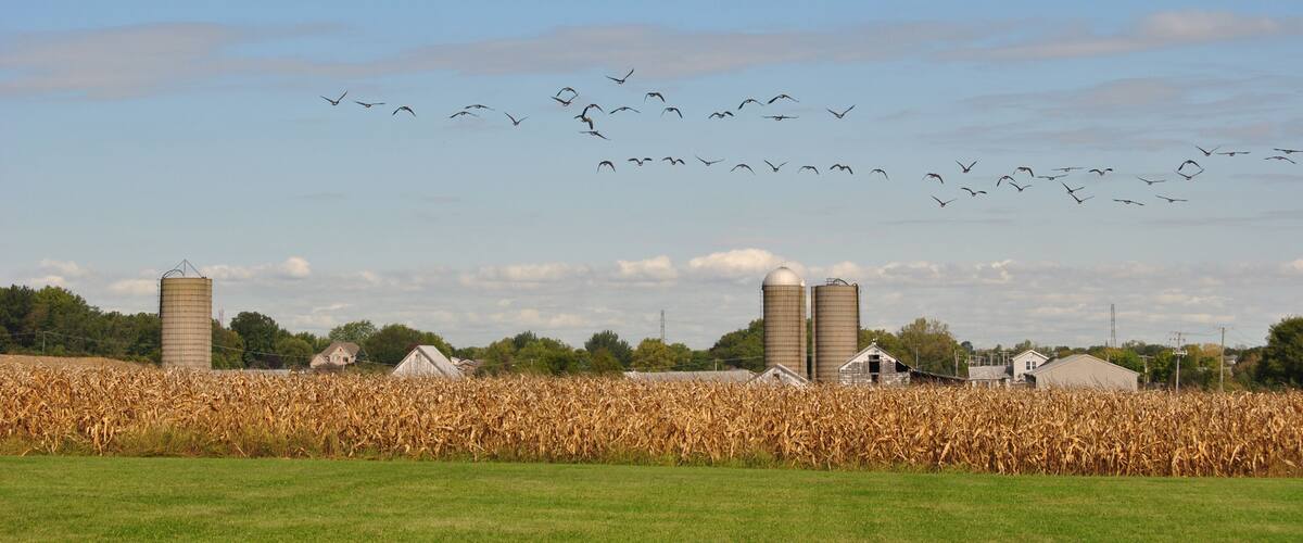 A cornfield, barns, and silo towers under a clear sky.