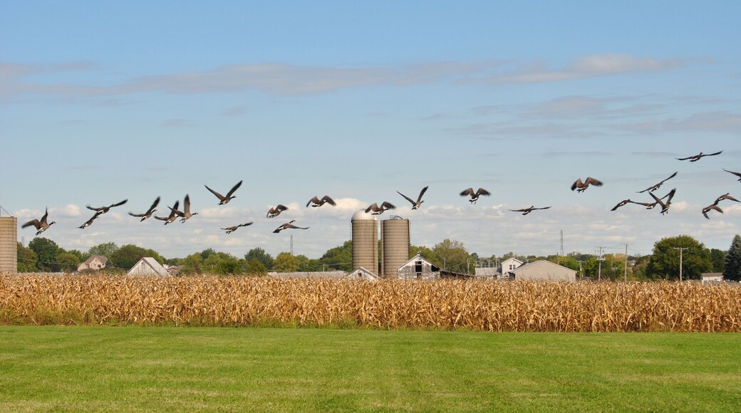 Flock of geese taking off on a flight at a corn field with silos in the background at Homer Glen, Illinois