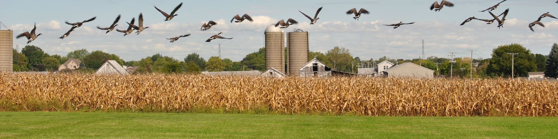 Flock of geese taking off on a flight at a corn field with silos in the background at Homer Glen, Illinois