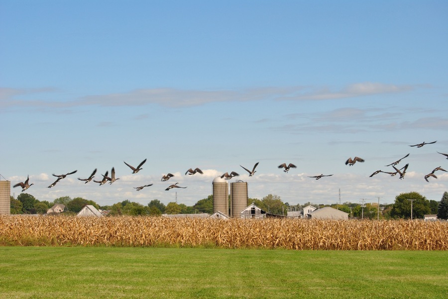 Flock of geese taking off on a flight at a corn field with silos in the background at Homer Glen, Illinois