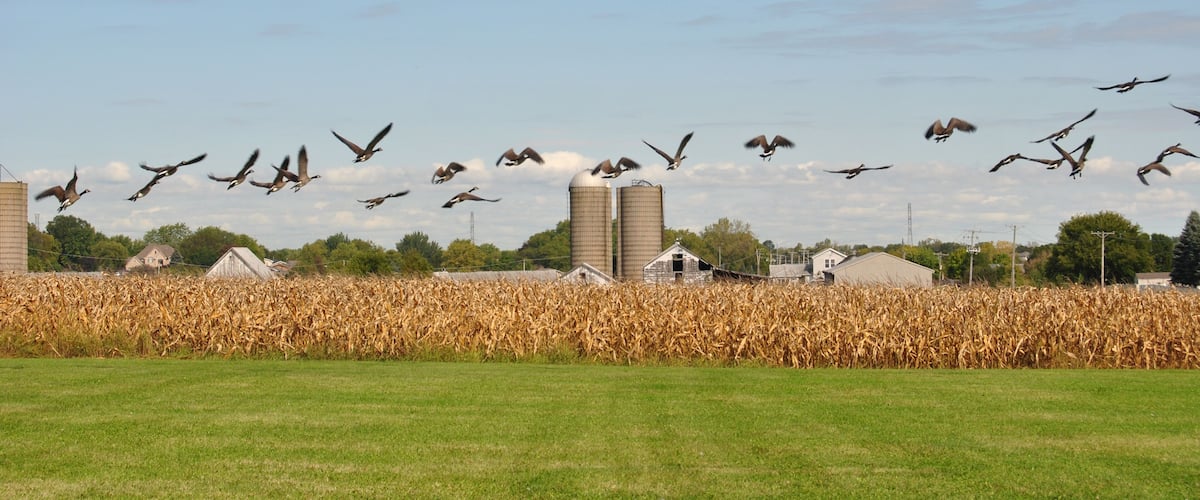 Flock of geese taking off on a flight at a corn field with silos in the background at Homer Glen, Illinois