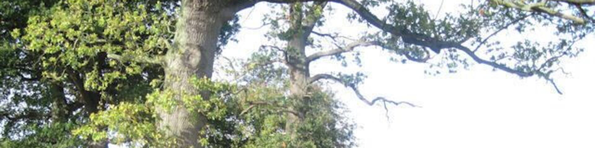 Bend in Trederwen Road