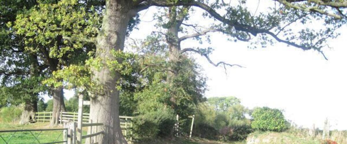 A rural road with a metal gate, trees, and a grassy area.