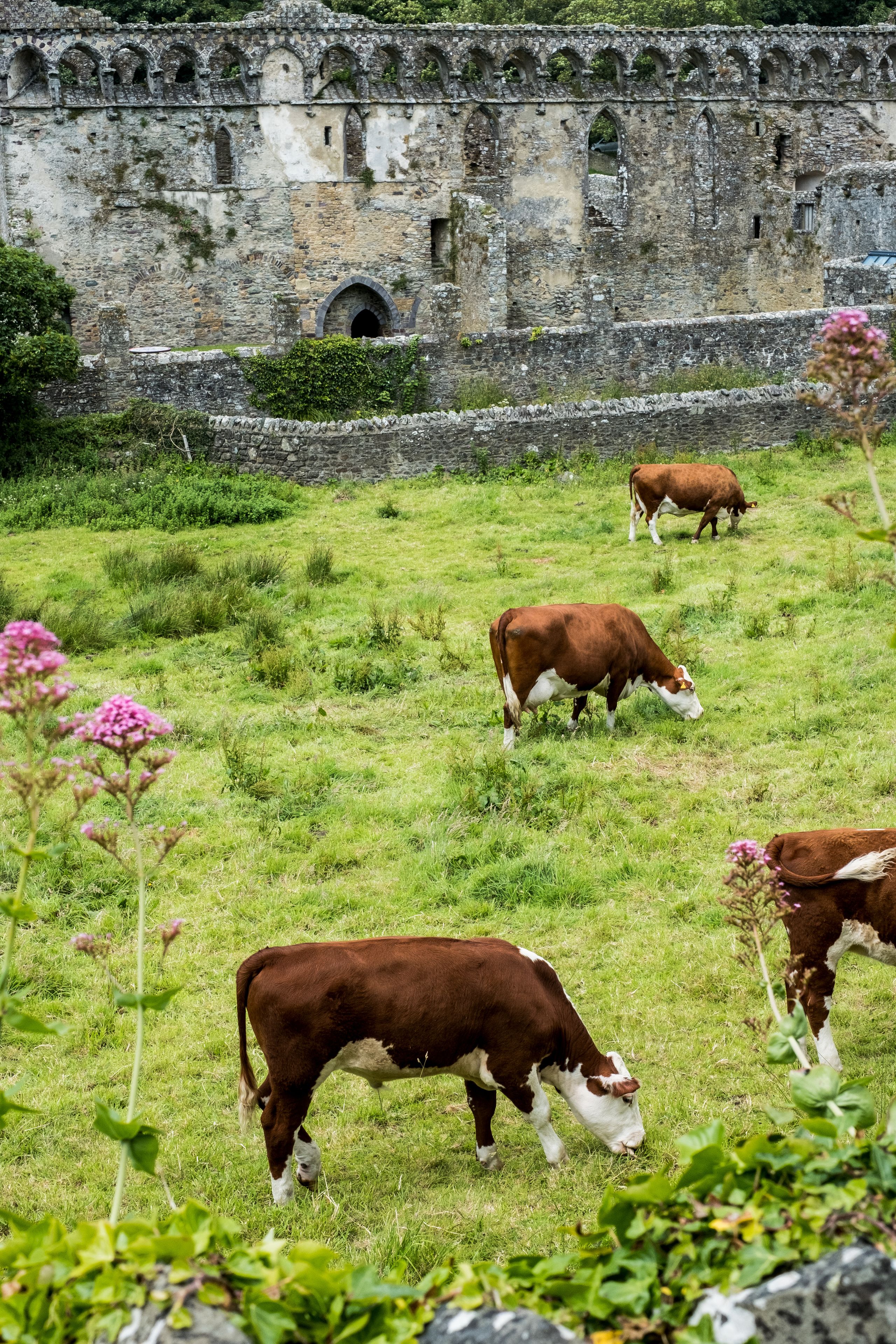 High angle view of herd of cows grazing near ruins of Bishops Palace