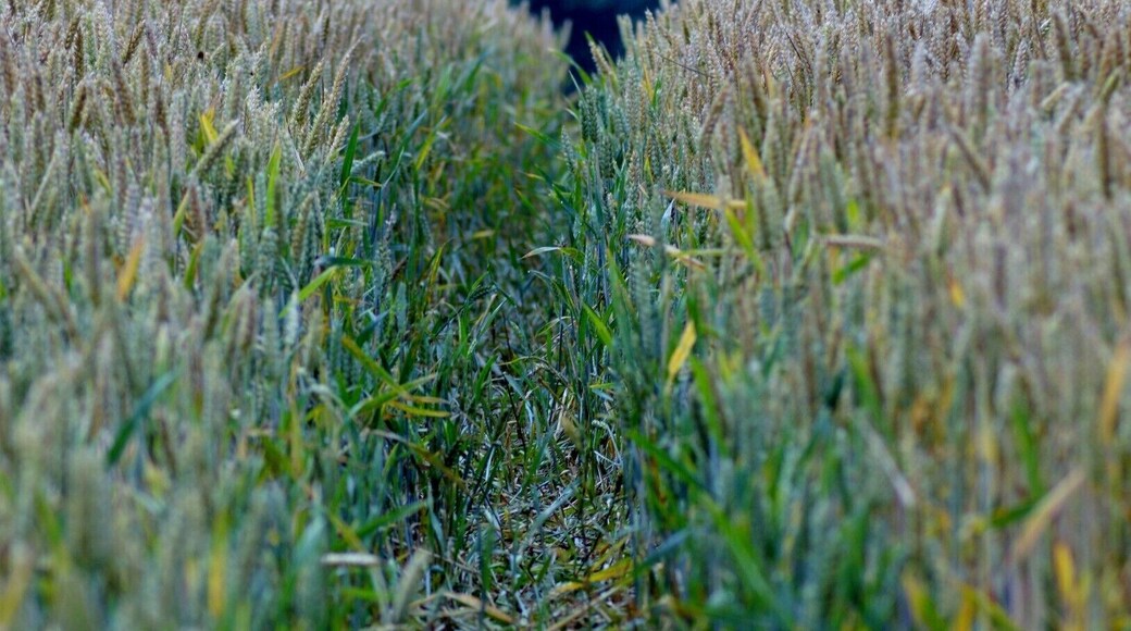 Strolling around King Arthurs Camelot