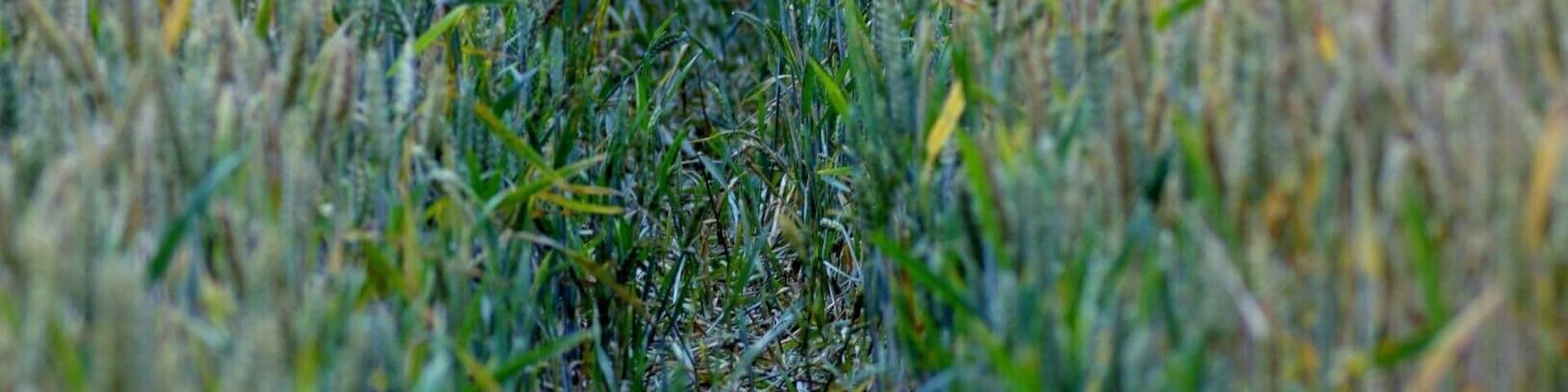 Strolling around King Arthurs Camelot