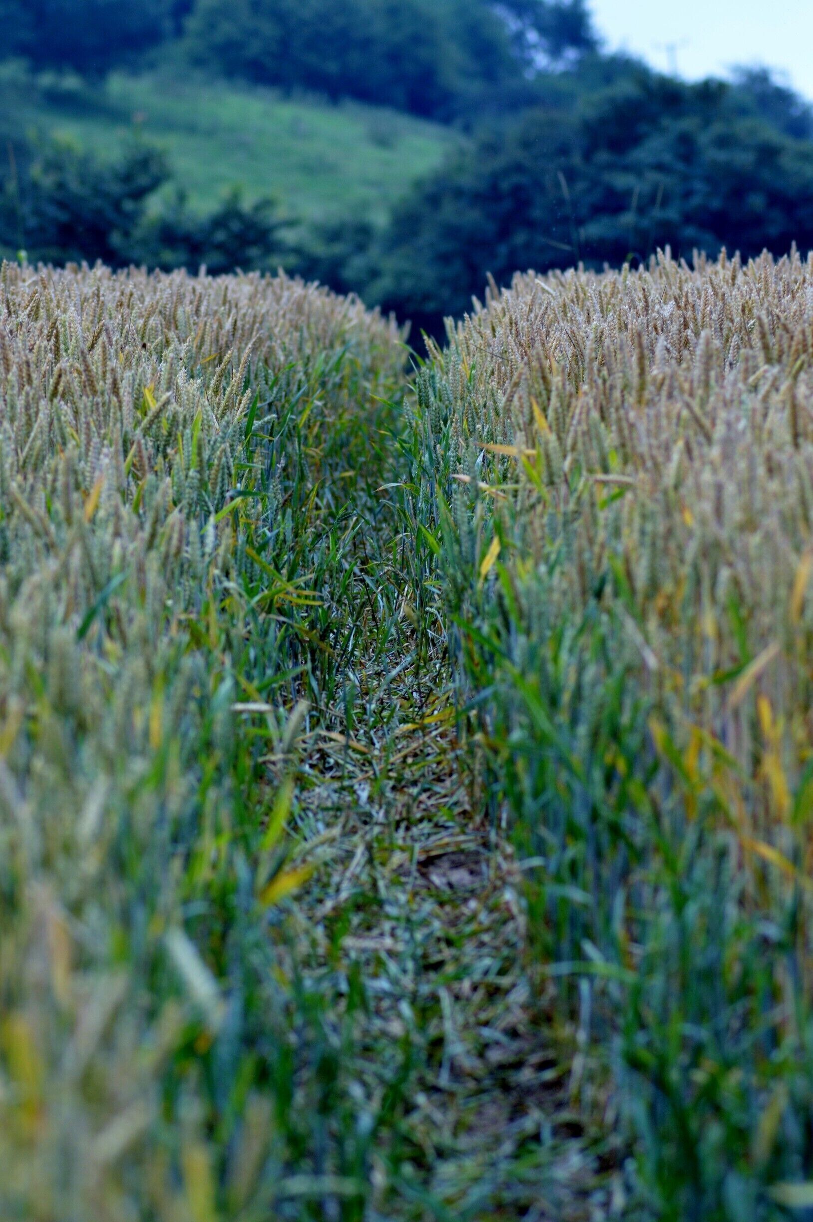 A field of wheat with a narrow path leading through it.
