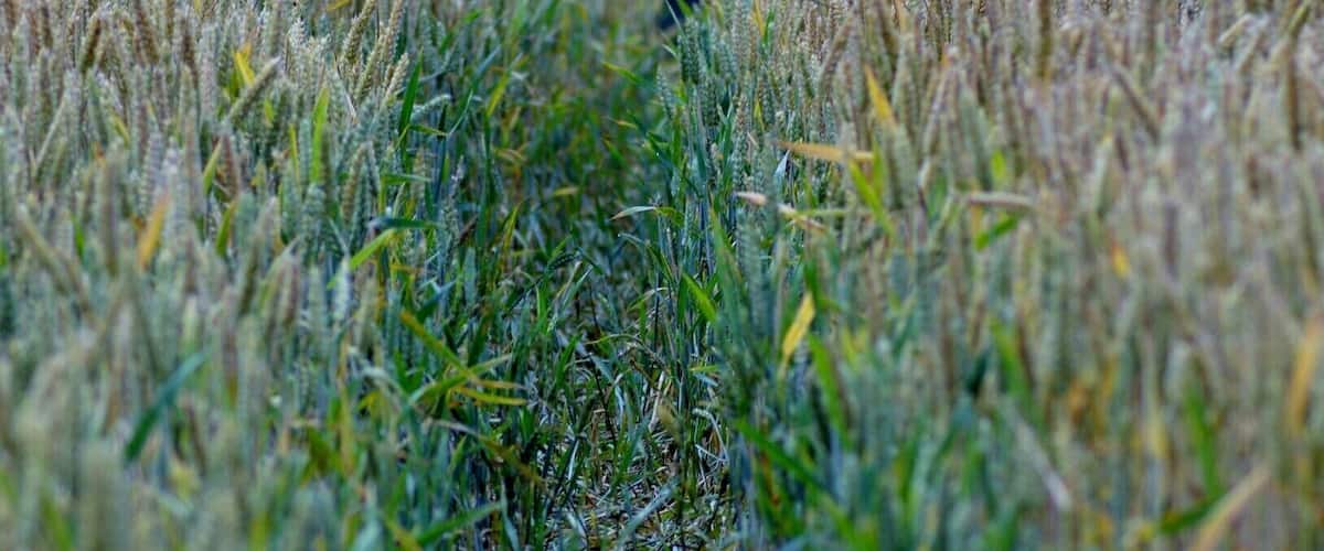 A field of wheat with a narrow path leading through it.