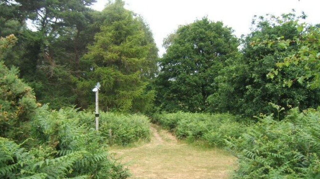 Footpath crossing. Looking along the line of a footpath crossing the Sandlings Walk, which runs from left to right. See 66499