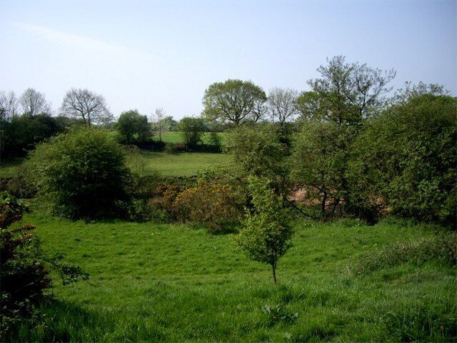 Rough pasture along Syd Brook, Eccleston