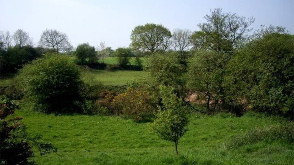 Rough pasture along Syd Brook, Eccleston