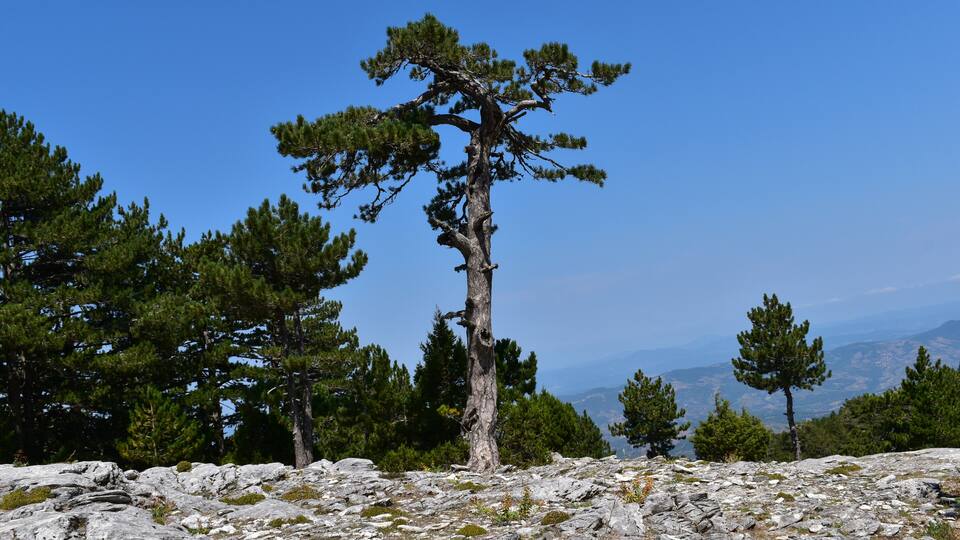 A lone pine tree on rocky terrain with a clear blue sky and distant mountains.