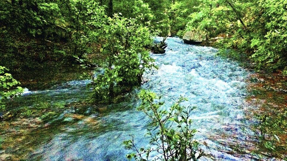 A clear stream flowing through a dense forest with lush green foliage.