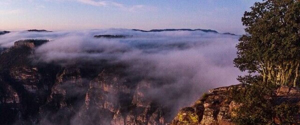 A canyon with a tree on a cliff edge and clouds below.