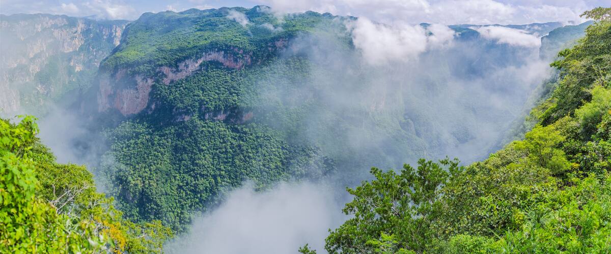 A lush green valley with dense vegetation and mist-covered cliffs.