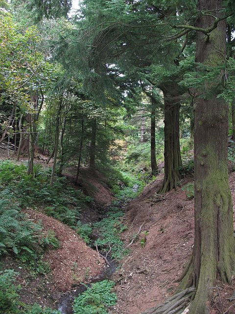 Steep sided burn, Bush Estate A small burn cuts deeply to descend to the level of the Glencorse Burn. This is a dark place under the conifers. Taken from a footbridge high above the water.