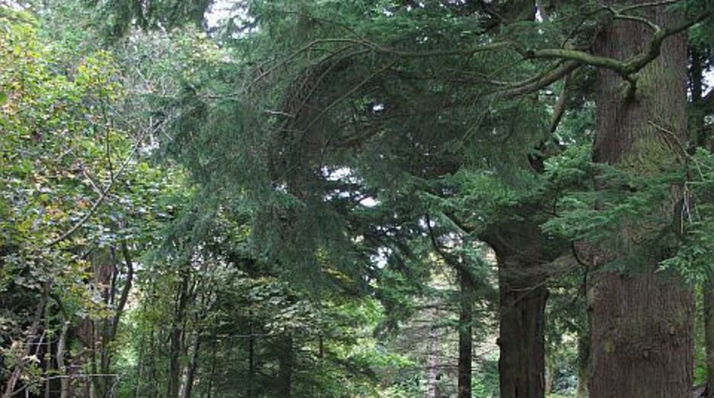Steep sided burn, Bush Estate A small burn cuts deeply to descend to the level of the Glencorse Burn. This is a dark place under the conifers. Taken from a footbridge high above the water.