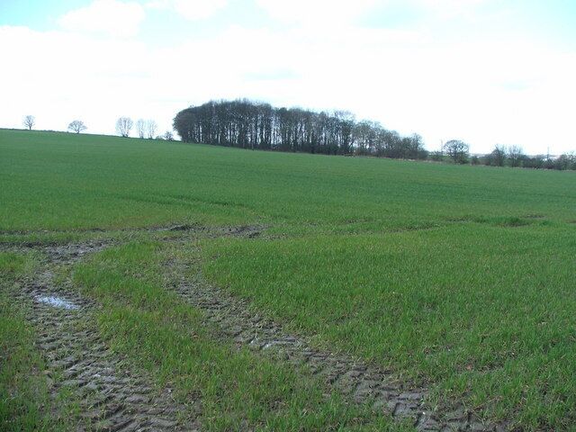 Farmland and small wood S of Rothwell. Looking W from Royds Lane.