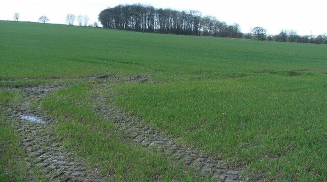 Farmland and small wood S of Rothwell. Looking W from Royds Lane.